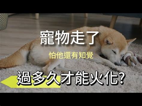 狗狗死後的世界